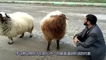尿不湿十大名牌?