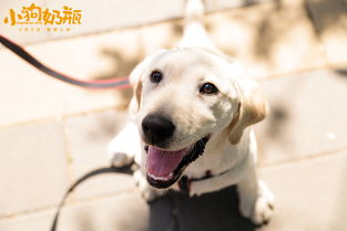 小狗奶瓶买哪个牌子好，狗狗的奶瓶在哪里买