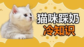 两个月的布偶猫吃什么零食?