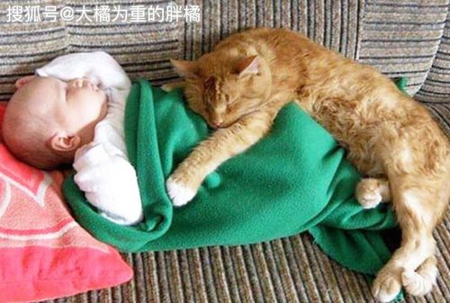 武汉猫咪洗护推荐婴儿用品店，宠物猫洗护