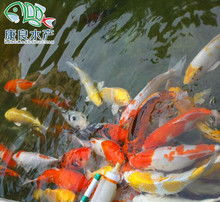 西安奶瓶鱼批发市场在哪，西安奶瓶批发市场