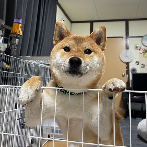 柴犬小零食平价品牌
