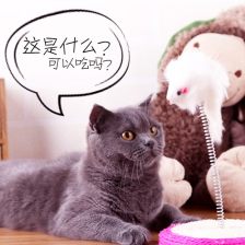 21款!猫玩具大盘点丨好玩的都在这了
